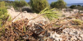 Se reanuda la campaña de retirada de bolsas de procesionaria en Formentera Procesionaria del pino