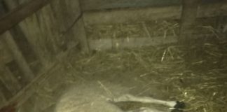 Nuevo ataque de perros a ovejas en una finca de ca Marí