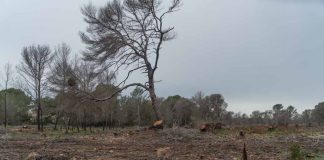 El Govern balear començarà a tallar el bosc cremat de Cala Saona