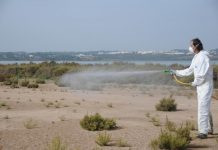 El Consell de Formentera avanza la campaña de control biológico de mosquitos e incrementa la frecuencia de tratamientos
