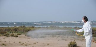 El Consell de Formentera avanza la campaña de control biológico de mosquitos e incrementa la frecuencia de tratamientos