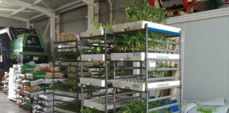 Autoridad Portuaria retiene plantas y frutales en Eivissa a la espera de los controles de la Xylella fastidiosa