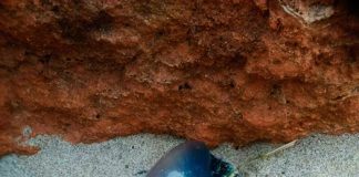 Las carabelas portuguesas aparecen en la playa de Migjorn