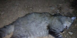 Acción Francisco pide medidas al Consell para equiparar el atropello de gatos con el de los perros