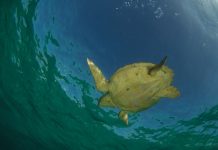 Formentera se adhiere a la campaña «Tortugas en el Mediterráneo»