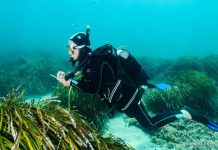 Las praderas de posidonia de Baleares se encuentran en buen estado, aunque no óptimo