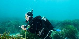 Las praderas de posidonia de Baleares se encuentran en buen estado, aunque no óptimo