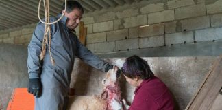 Nuevo ataque de perros a un rebaño de ovejas en una explotación de es Cap