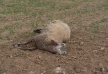 Formentera recuerda la ordenanza de tenencia de animales de compañía para evitar ataques al ganado de la isla