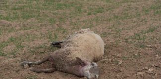 Formentera recuerda la ordenanza de tenencia de animales de compañía para evitar ataques al ganado de la isla
