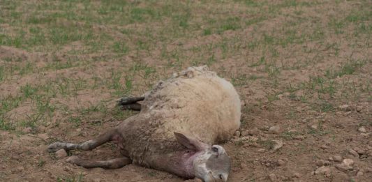 Formentera recuerda la ordenanza de tenencia de animales de compañía para evitar ataques al ganado de la isla