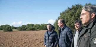 Cereales autóctonos y hierbas aromáticas para iniciar la recuperación del cultivo en Can Marroig