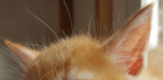 Acción Francisco vuelve a denunciar casos de envenenamiento de gatos domésticos