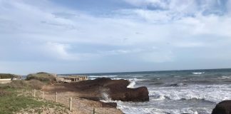 El Consell ofrece a los agricultores la posidonia retirada de las playas
