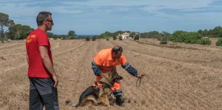 La patrulla canina de Formentera