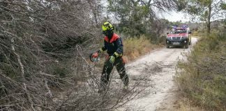 El vent tomba dos pins al camí de Punta Rasa