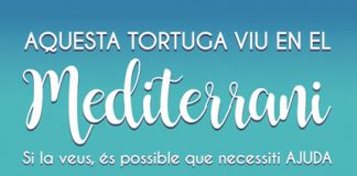 Una campanya per ajudar a les tortugues
