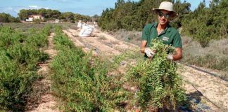 La Cooperativa del Camp cosecha hierbaluisa en una de las parcelas cedidas a la entidad