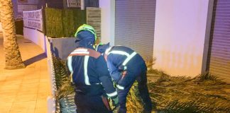 El viento parte la copa de una palmera en la Savina
