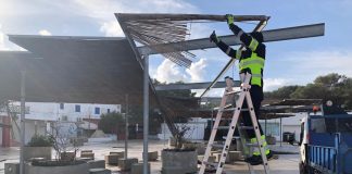 El temporal de lluvia y viento provoca la caída de tres árboles en Formentera