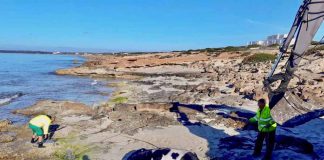 Arriba una vaca a la platja de Migjorn