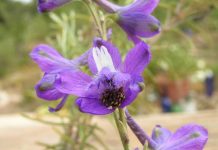 Delphinium pentagynum, el endemismo vegetal propio de Formentera