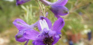 Delphinium pentagynum, el endemismo vegetal propio de Formentera