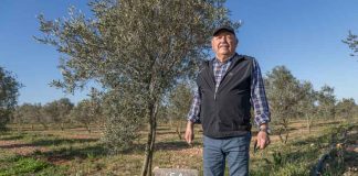 Aceite de oliva de calidad en Formentera