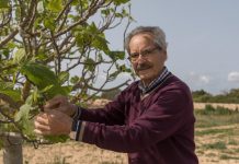 Figues i figueres, elements clau en l’economia de subsistència formenterera