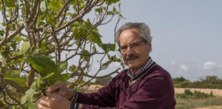Figues i figueres, elements clau en l’economia de subsistència formenterera