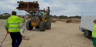 Retiran una vaca muerta en la costa d’es Carnatge