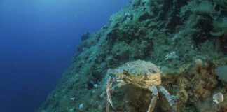 El servicio de guardia de las Reservas Marinas de Formentera devuelve al mar un ejemplar de centollo capturado en la isla