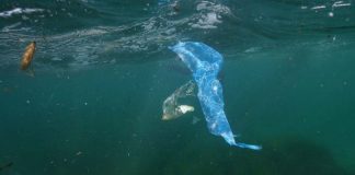 El Servicio de Limpieza del Litoral recoge 1.316,23 kg de residuos en los dos primeros meses de campaña en Formentera