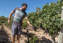 Terramoll, vinos ecológicos de alta calidad