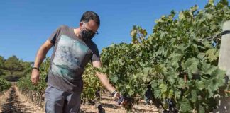 Terramoll, vinos ecológicos de alta calidad