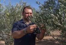 Aceite de oliva de primera calidad y de Formentera
