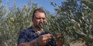 Aceite de oliva de primera calidad y de Formentera