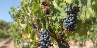 La comercialización de vino de calidad de las Islas Baleares se mantiene por encima de los 50.000 hectolitros en 2025, en un contexto de descenso del consumo estatal y europeo Vendimia en Formentera