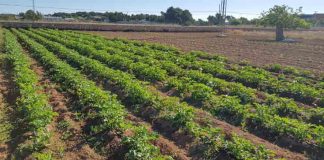 Ayudas económicas para la promoción de productos alimentarios locales kilómetro 0
