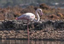 El número de flamencos contabilizados en el Parc Natural de ses Salines alcanza las cifras más altas desde que hay registros