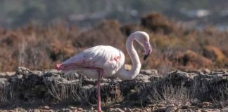 El número de flamencos contabilizados en el Parc Natural de ses Salines alcanza las cifras más altas desde que hay registros