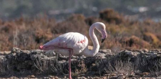 El número de flamencos contabilizados en el Parc Natural de ses Salines alcanza las cifras más altas desde que hay registros