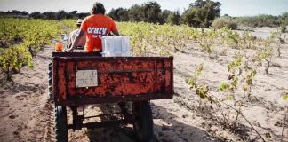 Abierto el plazo para la declaración de la cosecha de uva