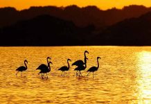 Formentera promociona en la Word Travel Market sus espacios abiertos