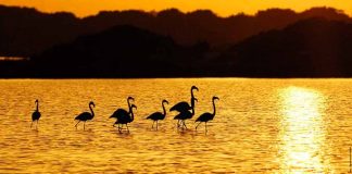 Formentera promociona en la Word Travel Market sus espacios abiertos