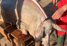 La matanza del cerdo, un trabajo comunitario