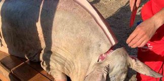 La matanza del cerdo, un trabajo comunitario