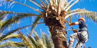 Evolución a la baja de la plaga del picudo rojo que afecta a las palmeras en Formentera