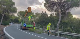 Comienzan en Formentera los trabajos de poda en altura