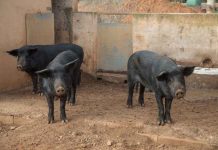 Porc Negre, el cerdo típico de Formentera